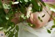 A pregnant woman in a white dress surrounded by green leaves.